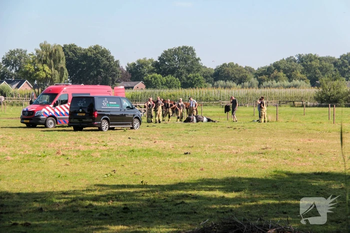 Brandweer schiet paard in problemen te hulp