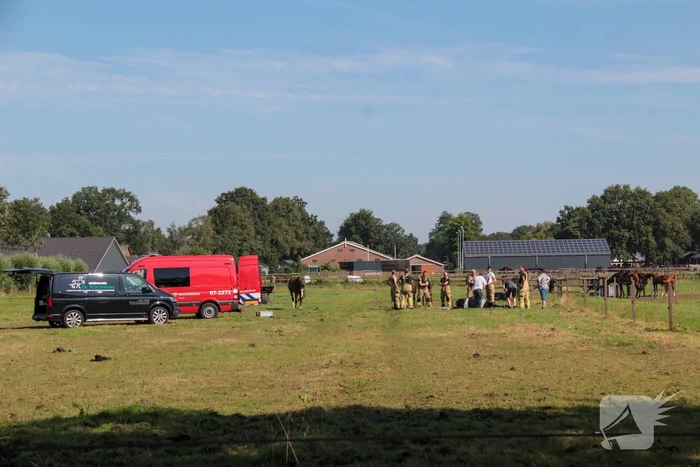 Brandweer schiet paard in problemen te hulp