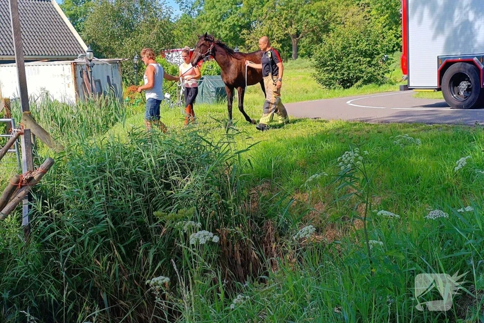 Brandweer ingezet voor paard in sloot