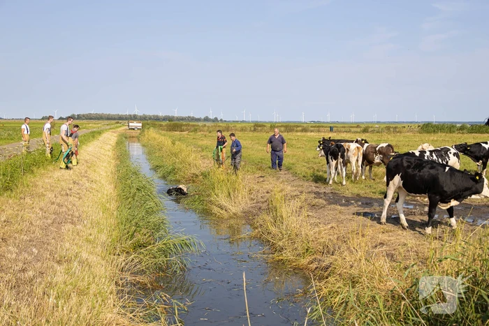 Koe vast in de sloot