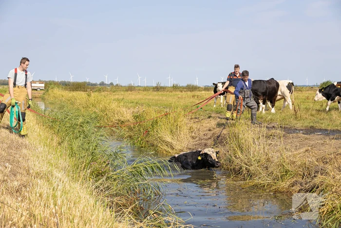 Koe vast in de sloot