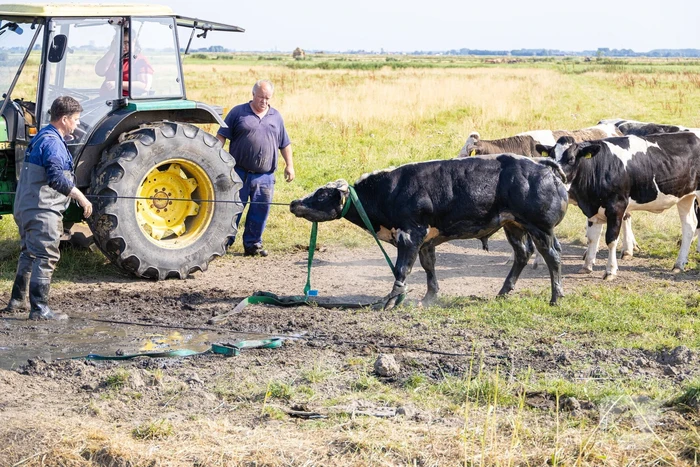 Koe vast in de sloot