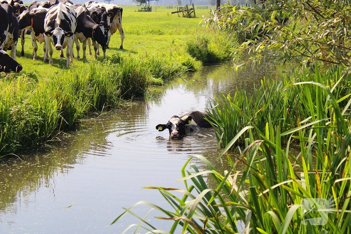 Brandweer ingezet voor koe te water