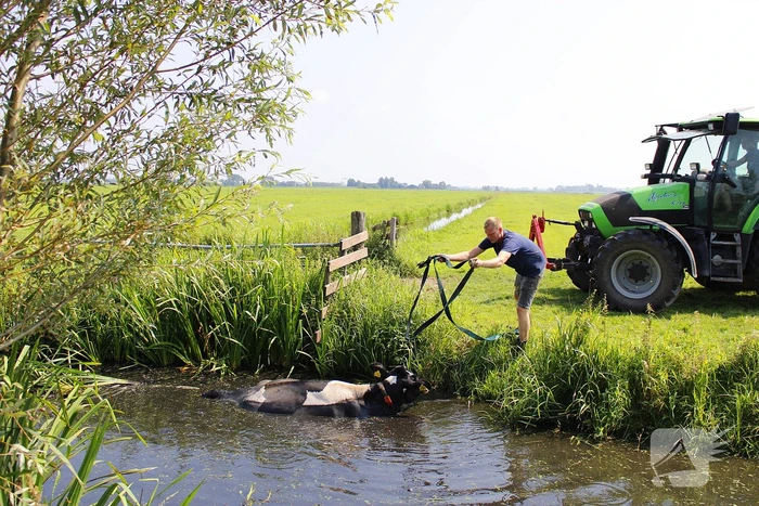 Brandweer ingezet voor koe te water