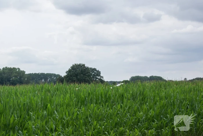 Lesvliegtuig landt in maisveld
