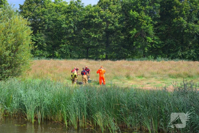 Brandweer haalt te water geraakte schapen uit het water