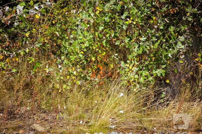 Brandweer ingezet voor brand in berm bij spoor