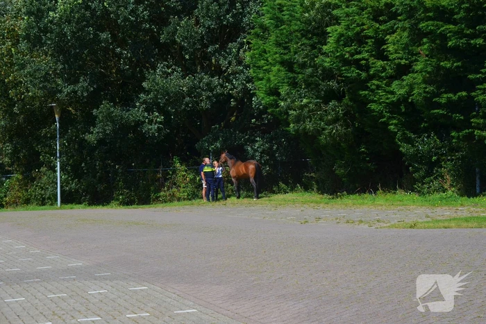 Verkeershinder na gekantelde paardentrailer