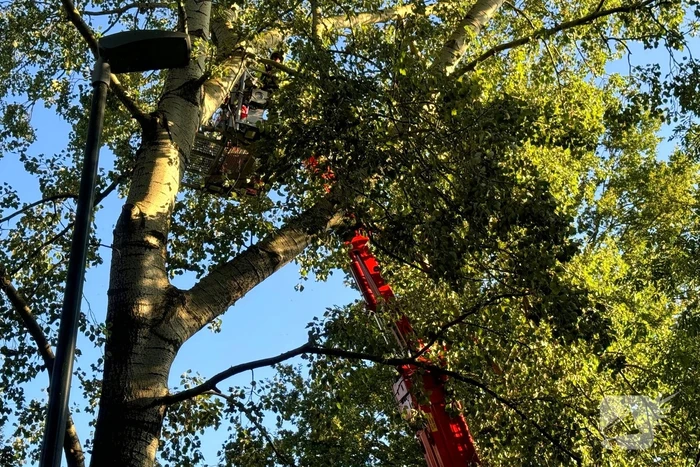 Brandweer ingezet voor dreigend hangende tak