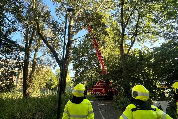 Brandweer ingezet voor dreigend hangende tak