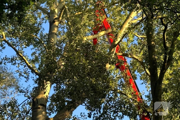Brandweer ingezet voor dreigend hangende tak