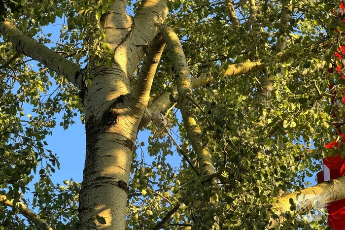 Brandweer ingezet voor dreigend hangende tak