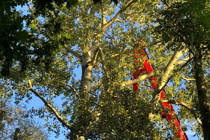 Brandweer ingezet voor dreigend hangende tak