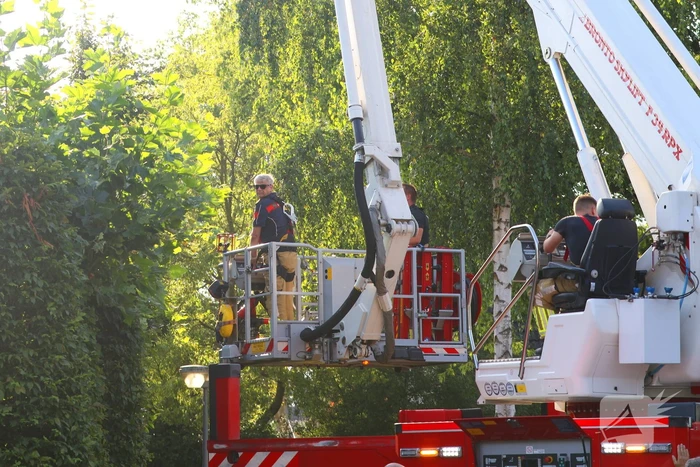 Brandweer weet kat van dak te halen