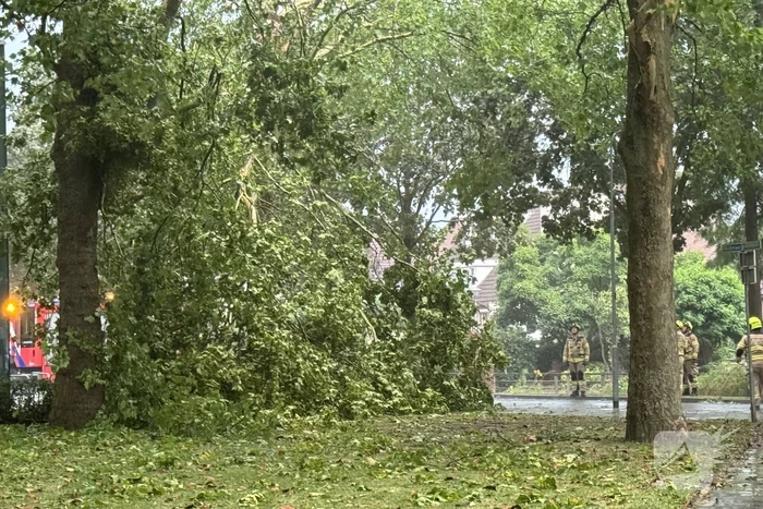 natuur aalscholverstraat duiven