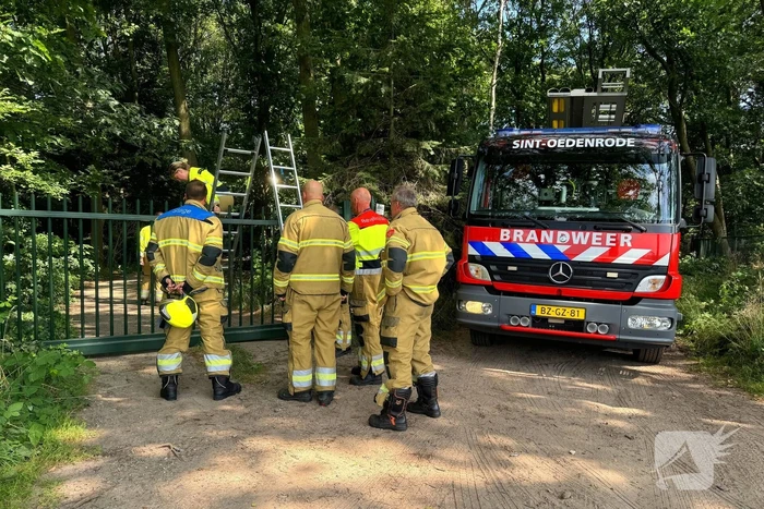 Bosbrand snel onder controle