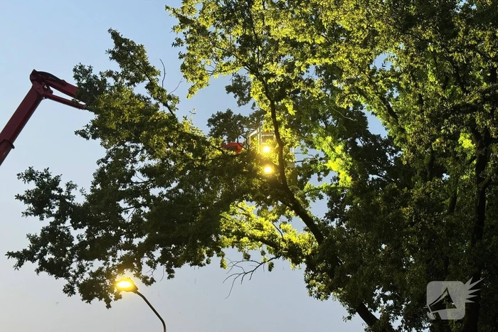 Brandweer verwijdert gevaarlijk hangende tak uit boom