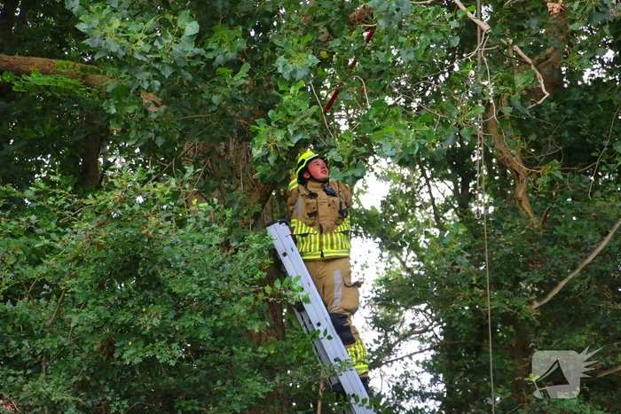 Brandweer verwijdert loshangende tak