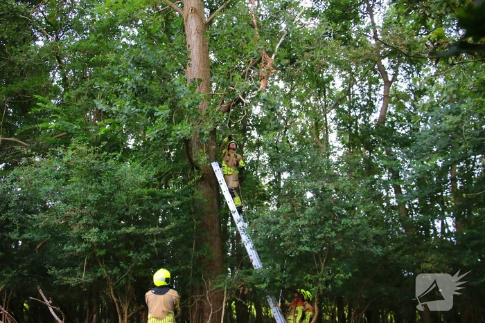 Brandweer verwijdert loshangende tak