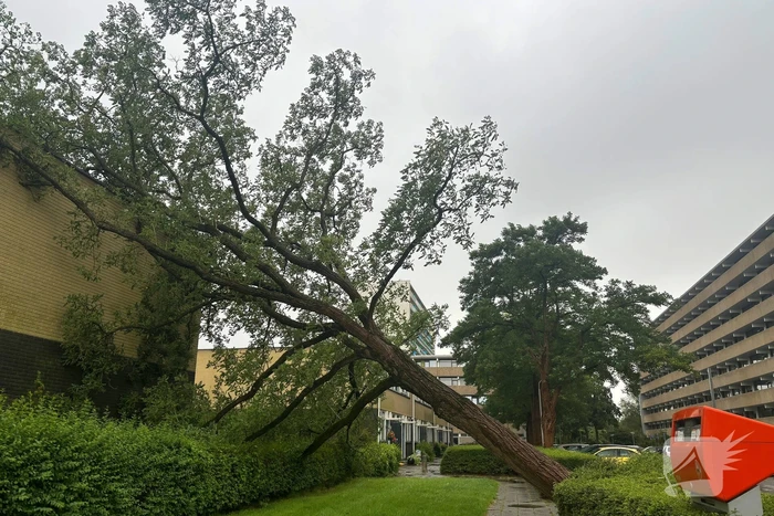Boom valt op woning, situatie veilig