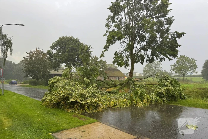 Weg verspert door omgevallen boom