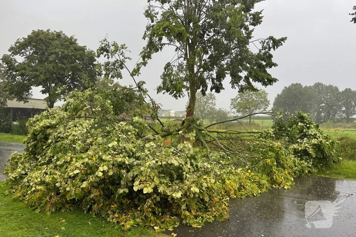 Weg verspert door omgevallen boom