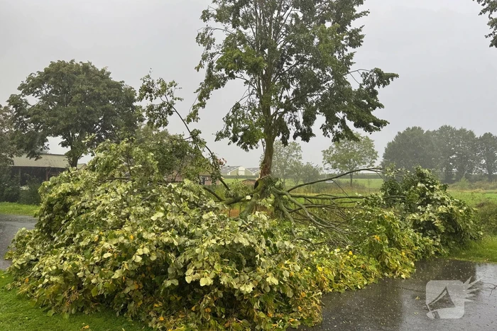Weg verspert door omgevallen boom