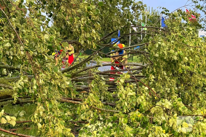 Weg verspert door omgevallen boom