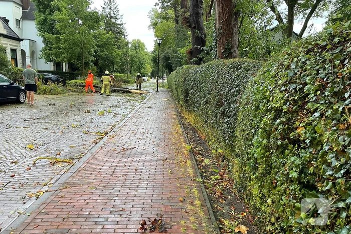 Weg geblokkeerd door omgewaaide boom