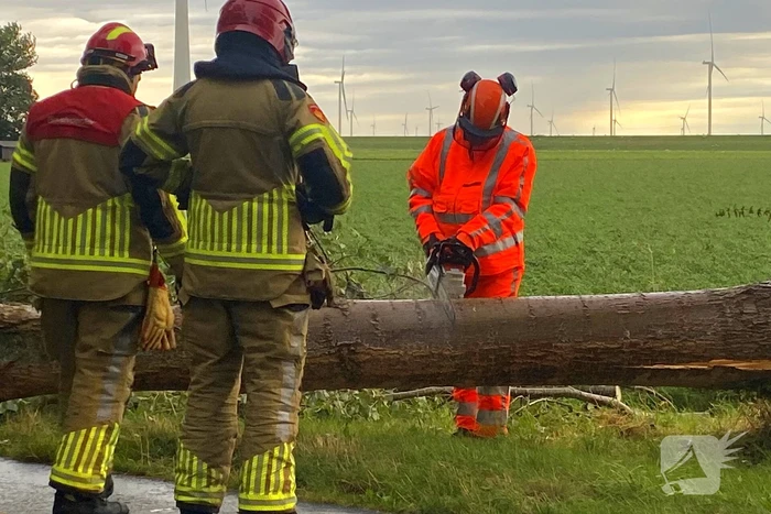 Brandweer zaagt omgewaaide boom in stukken