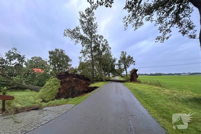 Drie grote bomen omver door harde wind