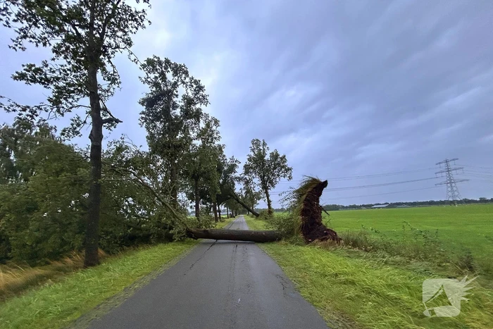 Drie grote bomen omver door harde wind