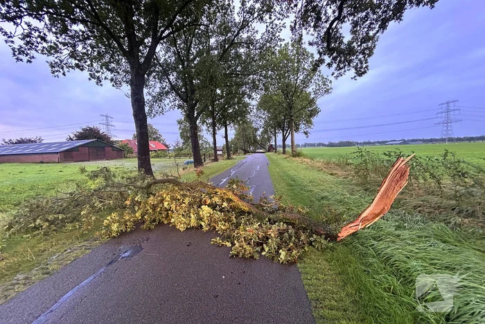 Drie grote bomen omver door harde wind