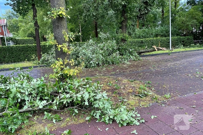 Boom breekt af en belandt naast weg