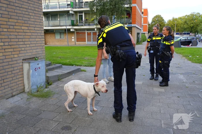 Politie druk met loslopende hond van beschonken bewoner