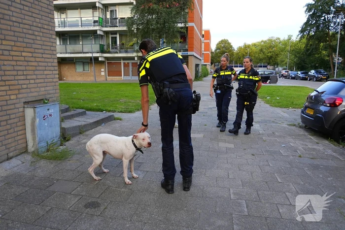 Politie druk met loslopende hond van beschonken bewoner