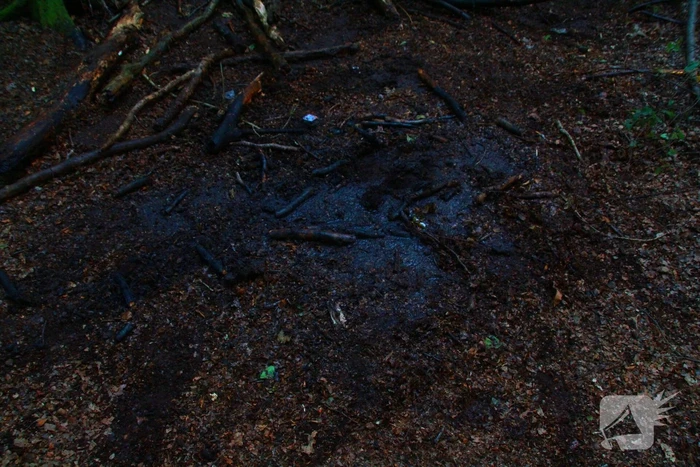 Brand in bos beperkt gebleven