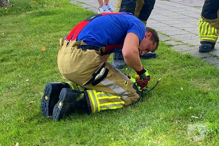 Brandweer redt kraai uit benarde situatie in boom