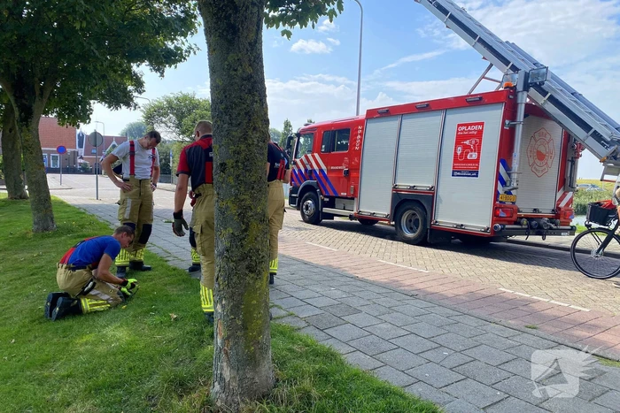 Brandweer redt kraai uit benarde situatie in boom