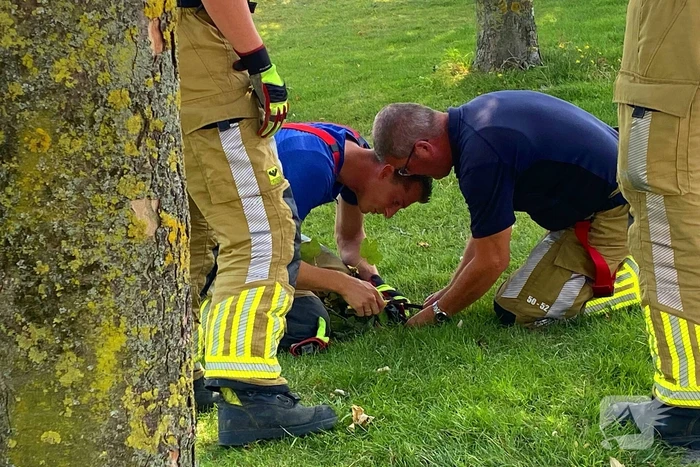 Brandweer redt kraai uit benarde situatie in boom