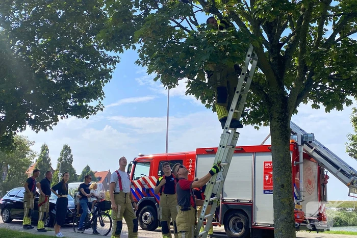 Brandweer redt kraai uit benarde situatie in boom