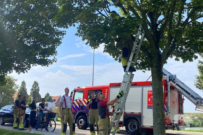 Brandweer redt kraai uit benarde situatie in boom