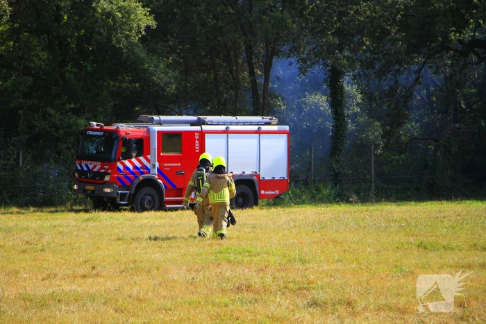 Koeien tonen interesse tijdens bluswerkzaamheden