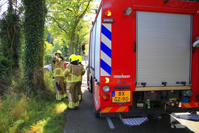 Koeien tonen interesse tijdens bluswerkzaamheden