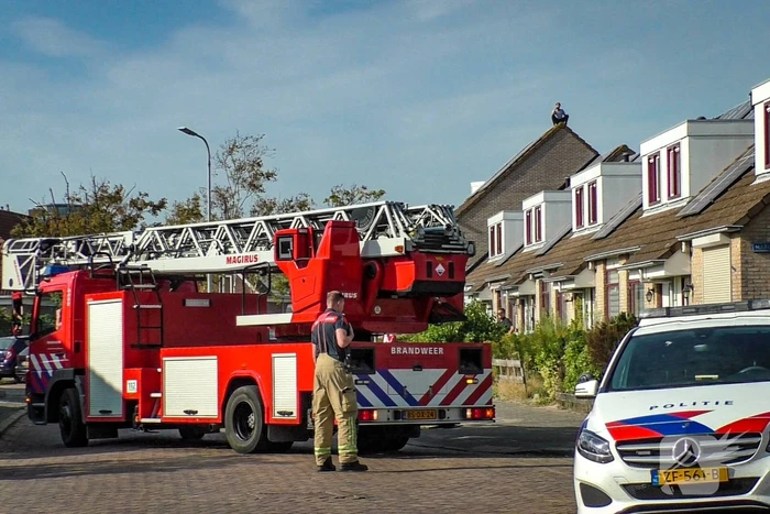 nieuws irislaan vlissingen