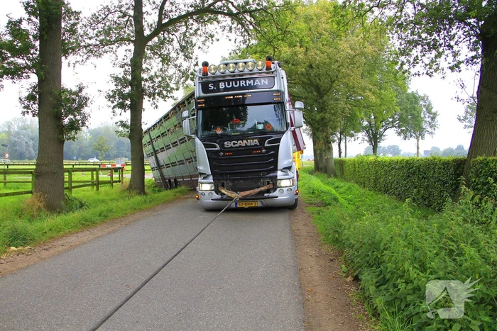 Vrachtwagen met biggen belandt in greppel