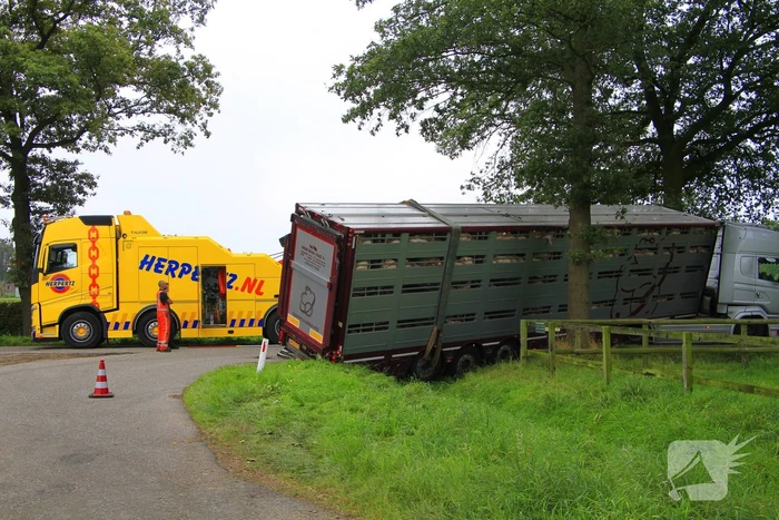 Vrachtwagen met biggen belandt in greppel