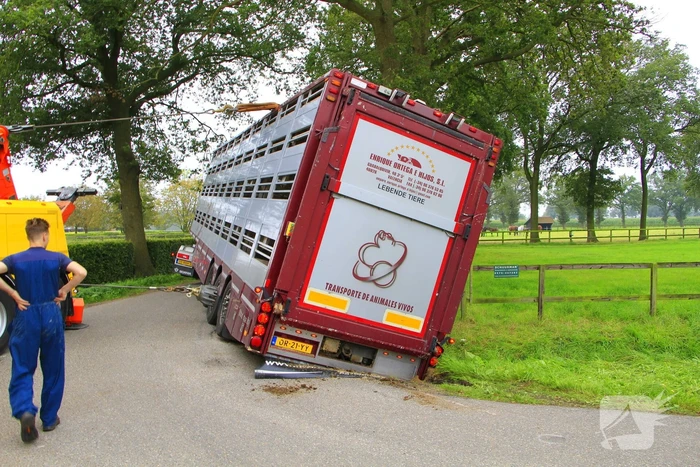 Vrachtwagen met biggen belandt in greppel
