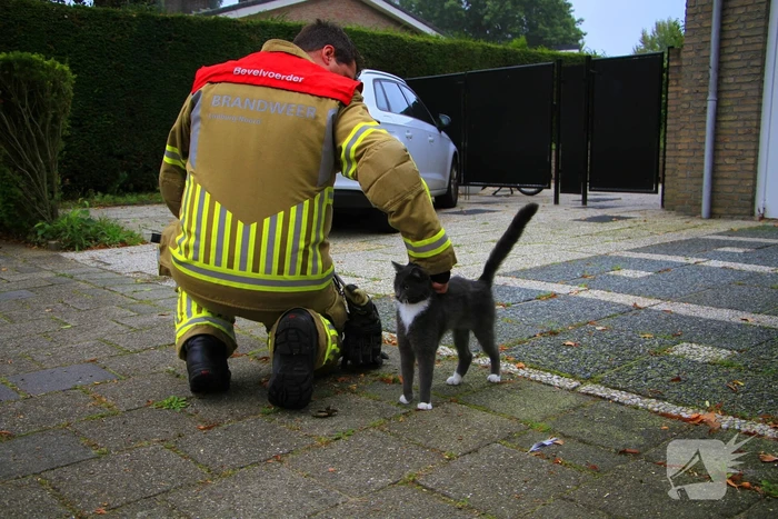 Kat na dagenlang vastzitten gered door brandweer