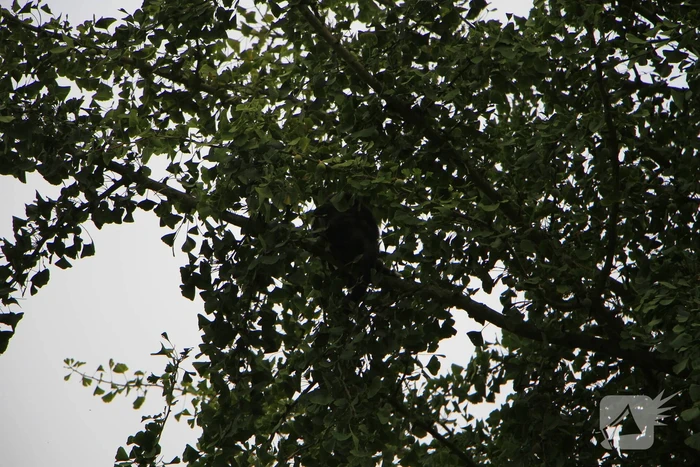 Kat na dagenlang vastzitten gered door brandweer